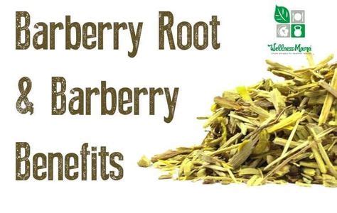 burberry herbal supplement|barberry root bark health benefits.